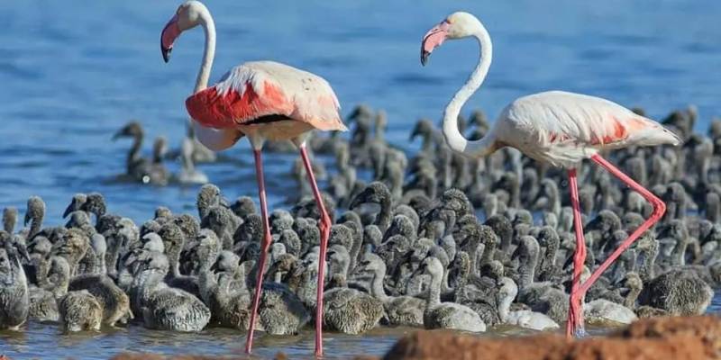 Pierwsze Narodziny Flamingów  w Torrevieja