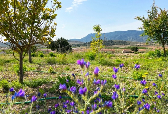 Rynek Wtórny - Wiejski dom - Hondón de las Nieves - Vinalopó Medio