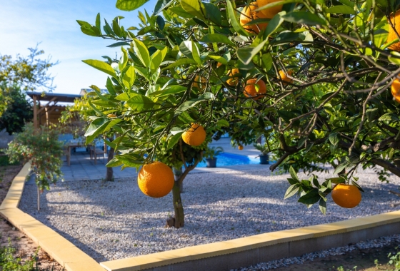 Rynek Wtórny - Willa - Los Montesinos - La Herrada