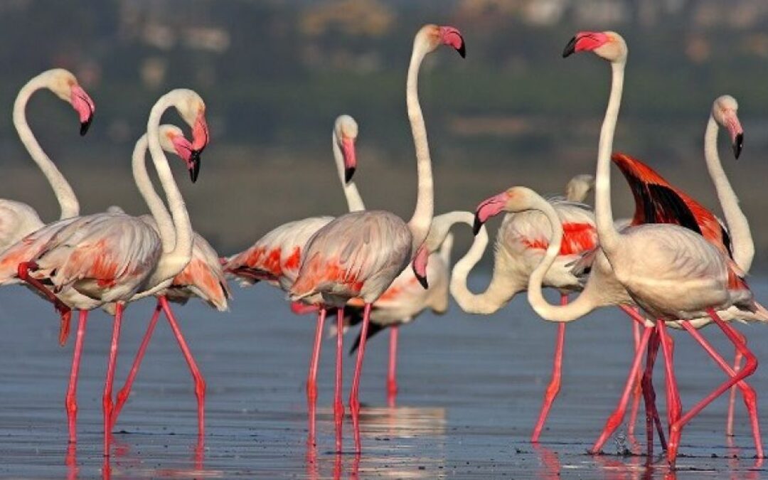 Flamingi wracają do gniazda w Lagunie Torrevieja